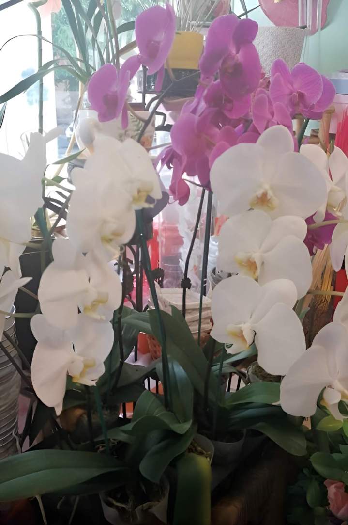 Vente d'orchidées Saint-Paul